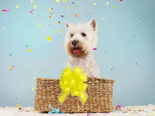Vista 5 de Estivaux 20 lazos de cumpleaños para envolver regalos, coloridos lazos de regalo para boda, surtido de lazos de regalo, decoración de regalos