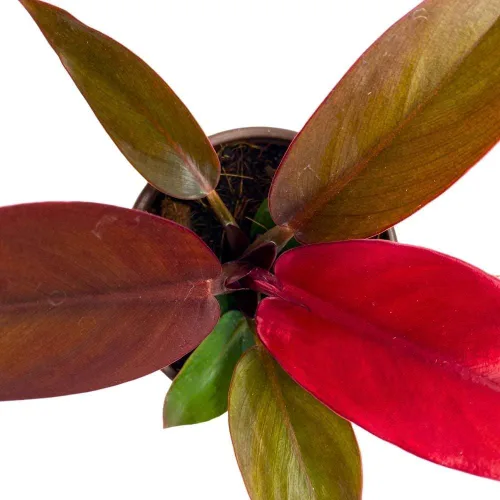 Vista 3 de BubbleBlooms Filodendro rojo sol en una maceta de 4 pulgadas rojo brillante Philo
