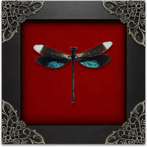 Vista 162 de 2 Real Dragonfly Specimens Shadow Box Framed Insect Display Oddities Curiosities Entomology Collection Natural History Wall Decor Gift for Nature