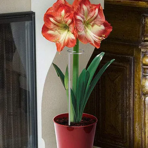 Vista 3 de Estacas para plantas de 30 pulgadas o 16 pulgadas para flores, paquete de 5 (bricolaje), anillos de soporte de jaula de plantas de acero inoxidable