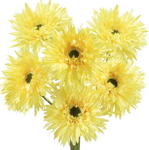 Vista 32 de FiveSeasonStuff Real Touch Gerbera Daisy - Arreglo de flores artificiales y ramo de boda (7 tallos florales, rojo baya)