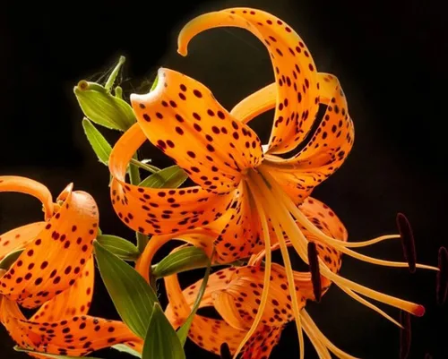 Vista 2 de 50 unidades de semillas de lirio de tigre naranja Lilium Lancifolium Bloom Flower Seed Heirloom