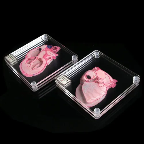 Vista 9 de Juego de 6 posavasos anatómicos con forma de corazón para médico