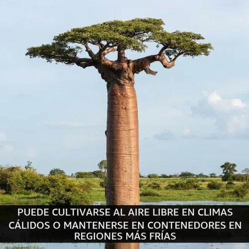 Vista 3 de 6 semillas de baobab (Adansonia) - Semillas de árbol Baobab - Planta tropical exótica rara