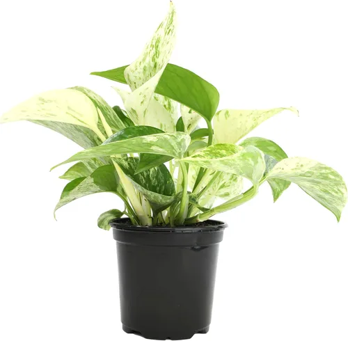 Vista 14 de Plants for Pets - Abundantes Pothos y Filodendro (paquete de 6), planta viva de Pothos para decoración, plantas de oficina, plantas reales, planta
