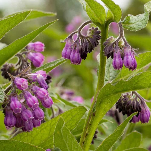 Vista 6 de 80 semillas de consuelda Symphytum Officinale - Semillas de jardín frescas reliquia sin OMG