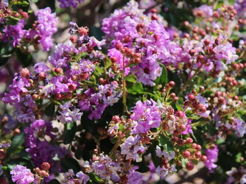 Vista 9 de 35 Lila Claro Púrpura Crepe Mirto Lagerstroemia Arbusto Floración Arbusto Semillas de árbol pequeño