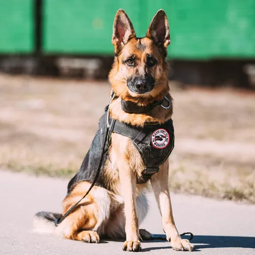 Vista 4 de AXEN 10 parches tácticos de moral para arnés de chaleco de perro, parches de gancho y lazo para perro de servicio bordado completo para chaleco
