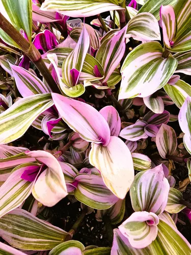 Vista 6 de Pink Wandering Jew Set of 1 Tradescantia Nanouk Live Plants Rooted in 4 inch Pot
