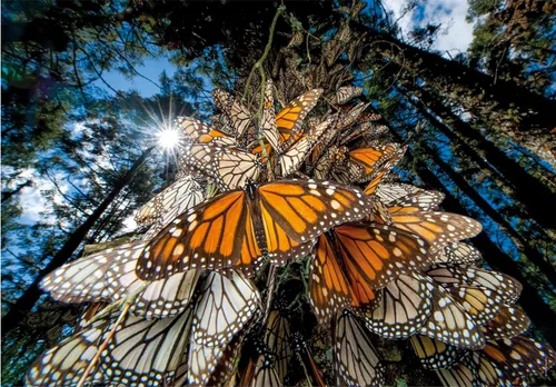 Vista 2 de Clementoni - 39732 - Puzzle National Geographic - Mariposas Monarca - Rompecabezas de 1000 piezas, rompecabezas para adultos, rompecabezas