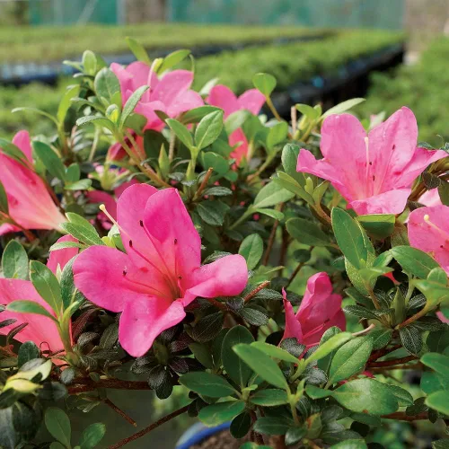 Vista 2 de Brussel's Bonsai Live Satsuki Azalea Bonsai, árbol de flores vivas, para exteriores, pequeño, 5 años de edad, 5 a 8 pulgadas de alto, paquete de 2