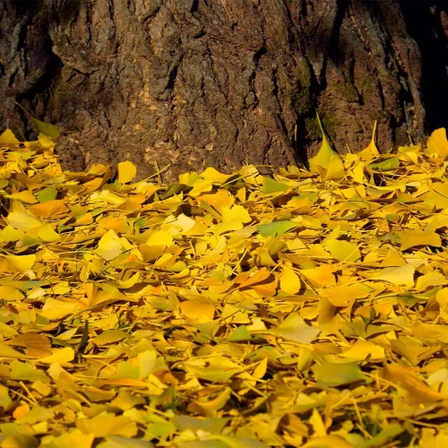 Vista 3 de Brighter Blooms Árbol de ginkgo, 3-4 pies - Árbol de sombra colorido Resistente y versátil Bajo mantenimiento No se envía a AZ