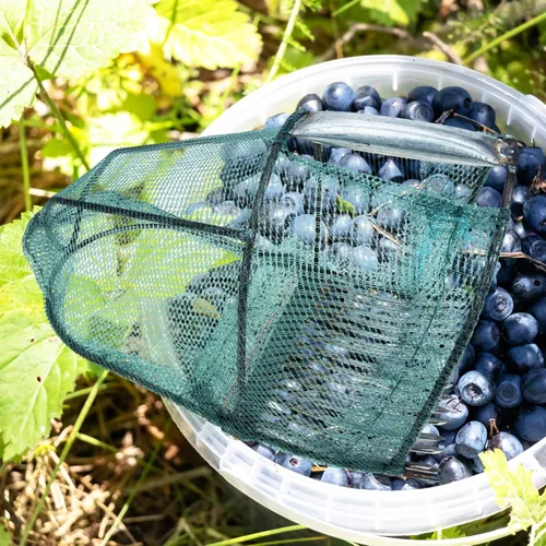 Vista 5 de HANABASS Recogedor de bayas de arándanos, rastrillo de arándanos, pala de jardín con peine metálico para recolección de bayas para arándanos