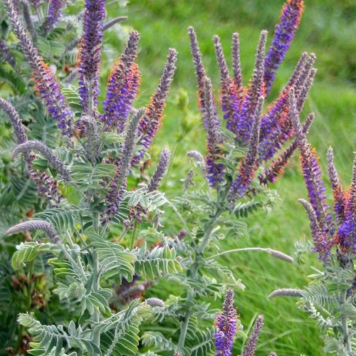 Vista 7 de Outsidepride Leadplant Semillas de flores silvestres – 2000 piezas de semillas de flores silvestres perennes, similares a arbustos, tolerantes a