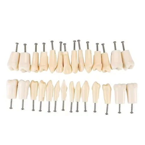 Vista 12 de Modelo de dientes Typodont con dientes extraíbles, modelo de dientes dentales adecuado para enseñanza, práctica y estudio, con un destornillador