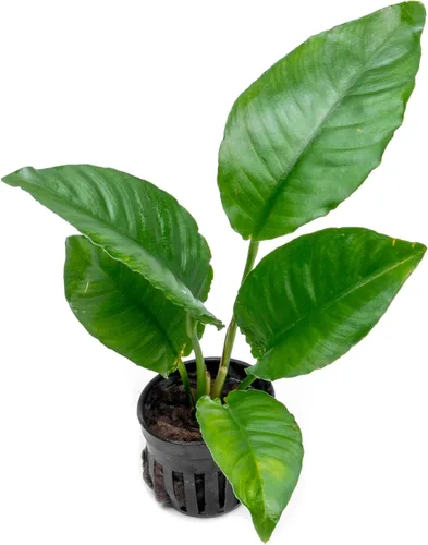 Vista 44 de SubstrateSource Plantas vivas – Anubias Hastifolia (Anubias hastifolia) – Luz baja a moderada, hojas en forma de flecha de color verde medio a