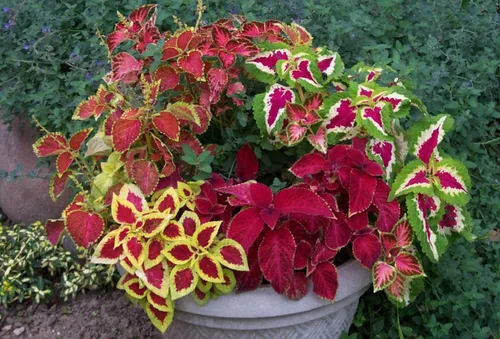 Vista 3 de Seeds Coleus Mix - Orgánico