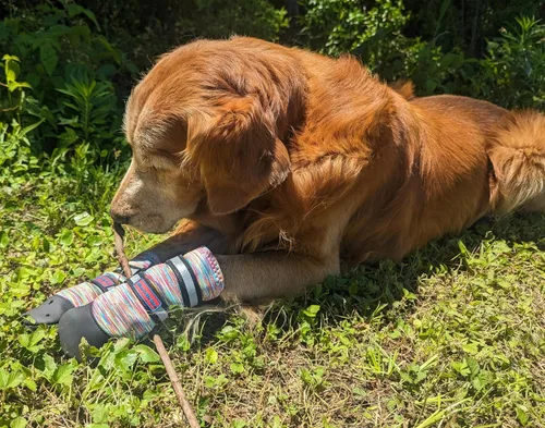 Vista 22 de Botas protectoras para patas de perro en neopreno, para todos los climas, con correas retráctiles en 5 tamaños., Negro