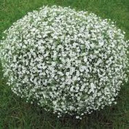Vista 3 de Baby's Breath 100 semillas recién cosechadas, hermosas flores como la nieve