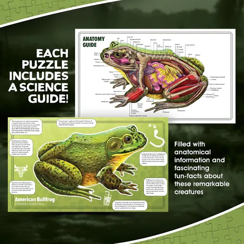 Vista 5 de Bullfrog - Rompecabezas de piso de anatomía animal Rompecabezas de 100 piezas de doble cara Ilustración científicamente precisa de rana de gran