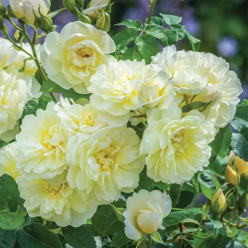 Vista 2 de Heirloom Roses Yellow Rose Bush - Planta de rosas Imogen David Austin para plantar al aire libre