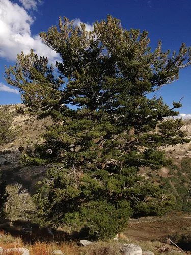 Vista 5 de Whitebark Pine Kit de cultivo de semillas de árbol The Jonsteen Company