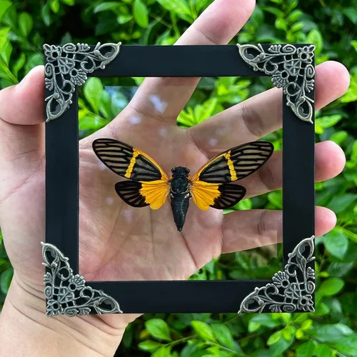 Vista 21 de 2 Real Dragonfly Specimens Shadow Box Framed Insect Display Oddities Curiosities Entomology Collection Natural History Wall Decor Gift for Nature