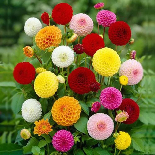 Vista 4 de Semillas Pompon Dahlia Mix - Flores anuales para plantar - Sin OMG