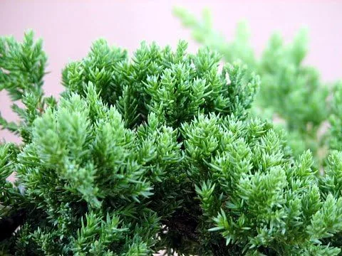 Vista 2 de Hirt's Gardens Bonsai de enebro japonés - Maceta de 2.5