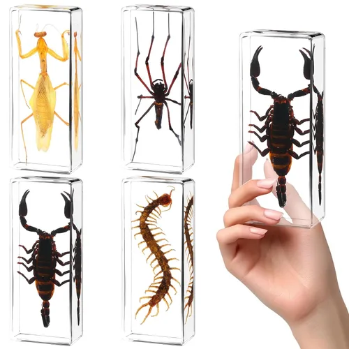 Vista 7 de Juego de 20 muestras de insectos en resina, colección de insectos, pisapapeles, arácnidos, resina de arácnidos, diferentes tipos o tamaños, insecto