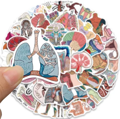 Vista 3 de Calcomanías de Anatomía 50 Piezas Calcomanías de Vinilo Impermeables de Órganos del Cuerpo Humano para Botellas de Agua, Bicicleta, Laptop
