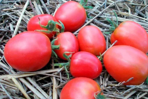 Vista 2 de Semillas de tomate rosa De-Barao Determinar vegetales no transgénicos para plantar