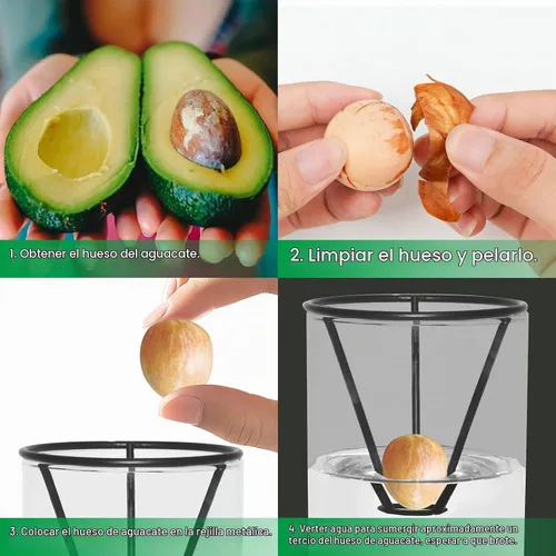 Vista 3 de Kit de cultivo de árbol de aguacate con cepillo para botellas, figura de aguacate, base de bambú, jarrón de iniciación de semillas de aguacate