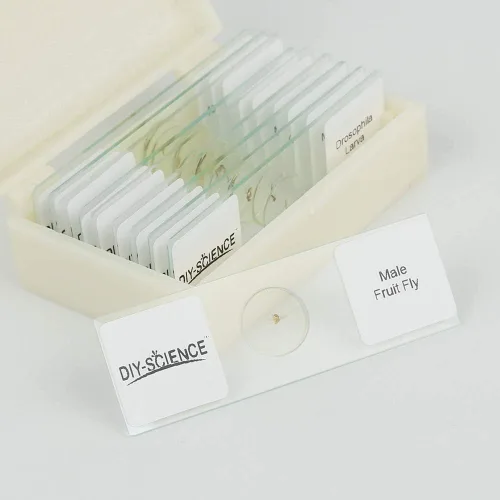 Vista 3 de Juego de diapositivas de microscopio de insectos enteros preparados, 10 piezas para niños, estudiantes, clase de biología, regalo educativo