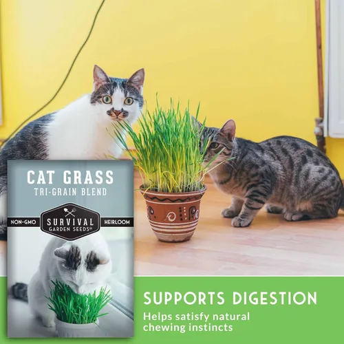 Vista 4 de Semillas de hierba para gatos para plantar, 3 paquetes con instrucciones para plantar y cultivar verduras para tu mascota en interiores o exteriores
