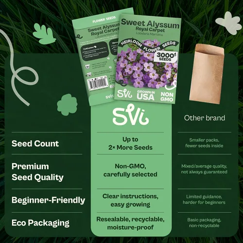 Vista 6 de SVI 3000 semillas Royal Carpet Sweet Alyssum (Lobularia maritima) – Paquetes de semillas de flores de Alyssum Sweet Alyssum a granel, cobertura