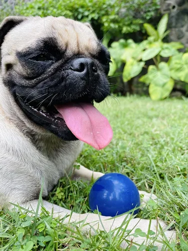 Vista 7 de SuperChewer - Pelota de juguete resistente para perros, reemplazo de por vida, goma natural fuerte, gran juguete para buscar perros, juguetes