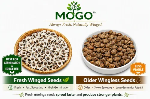 Vista 2 de 100 semillas de moringa aprox Semillas de Moringa para plantar Excelente germinación PKM1 de grado premium Semillas de Moringaa Seed
