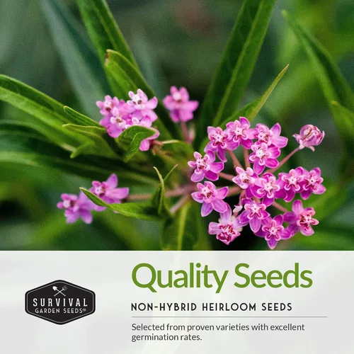 Vista 3 de Semillas de algodoncillo para plantar - Lechoncillo de mariposa, común y pantano (rosa) para mariposas monarca y jardines polinizadores - Flores