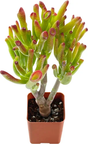 Vista 8 de Plantas suculentas vivas de 2 pulgadas, cactus con cono de pino, mini suculentas en maceta, planta de interior de fácil cuidado, regalos únicos