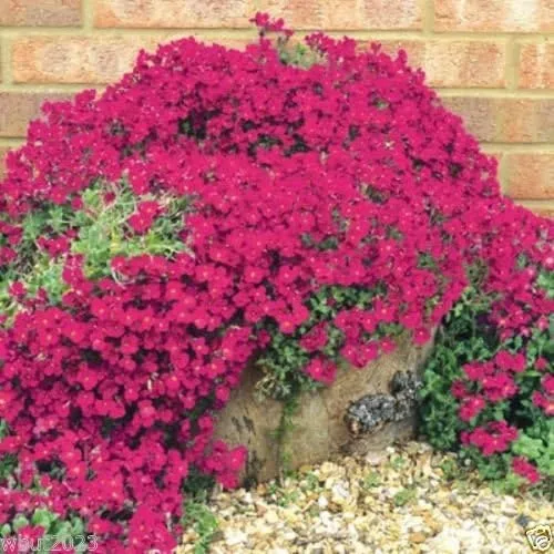 Vista 2 de 300 semillas Aubrieta – rojo cascada – semillas de flores, perennes, resistentes a ciervos