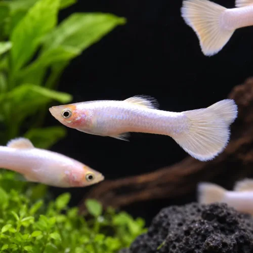 Vista 16 de Swimming Creatures™ 4 Lyretail Balloon Molly (Poecilia sphenops) Peces de acuario vivos de agua dulce – Variedad mixta colorida – Colores Molly