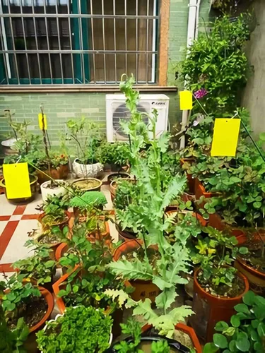 Vista 8 de Trapro trampas adhesivas amarillas para insectos voladores, para mosquitos de los hongos, áfidos, moscas blancas, minadores, arañuelas y otros