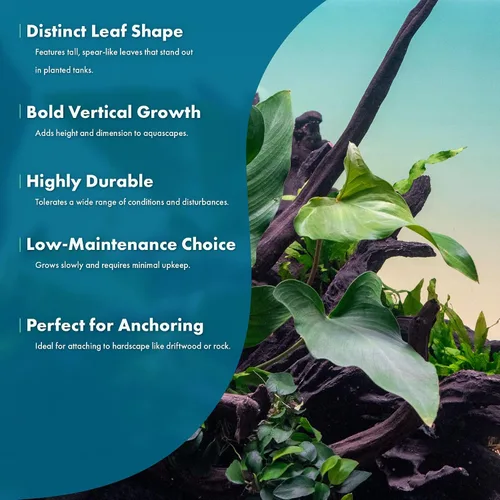 Vista 6 de SubstrateSource Plantas vivas – Anubias Hastifolia (Anubias hastifolia) – Luz baja a moderada, hojas en forma de flecha de color verde medio a