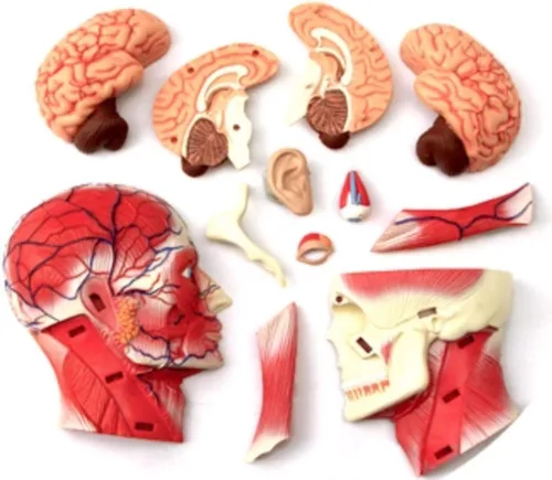Vista 6 de Modelo de anatomía de la cabeza humana visión 4D