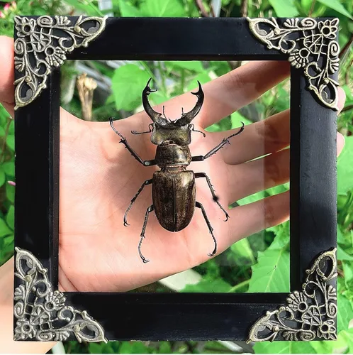 Vista 86 de 2 Real Dragonfly Specimens Shadow Box Framed Insect Display Oddities Curiosities Entomology Collection Natural History Wall Decor Gift for Nature