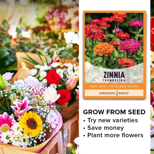 Vista 3 de Gardeners Basics Semillas de zinnia para plantar flores al aire libre (Thumbelina) - Paquete de semillas de flores reliquia anual, variedad sin OMG