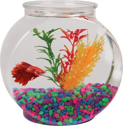 Vista 8 de Koller Products Pescadera ovalada de plástico de 1 galón, tanque de peces temporal para Betta Guppy Tetra Zebrafish Camarones, freír, aislamiento