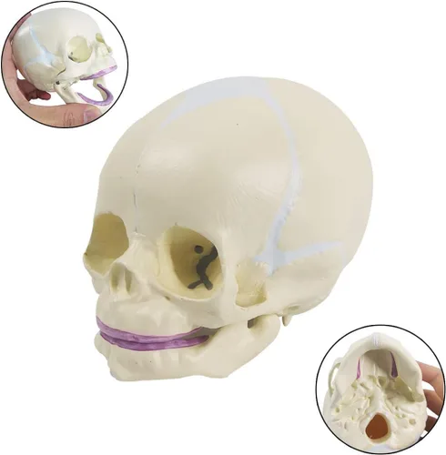 Vista 3 de EVOTECH SCIENTIFIC Modelo de cráneo infantil humano, modelo de cráneo de anatomía fetal de tamaño real para enseñanza médica, herramienta