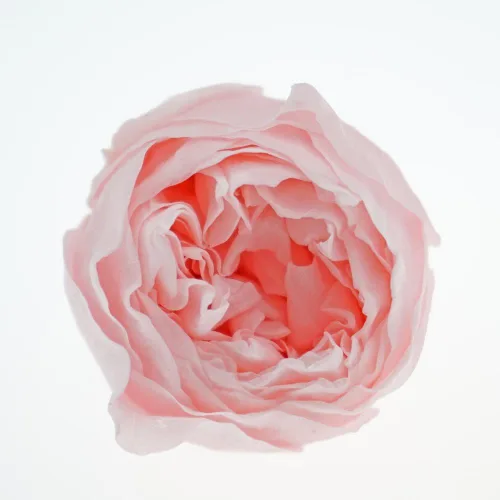 Vista 8 de Cabeza de flor fresca preservada de rosas Austin, 1.6-2 pulgadas cada una, 8 piezas